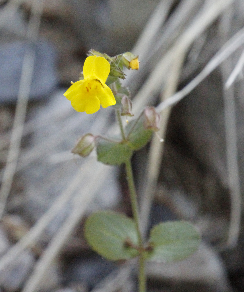Green-palate Monkeyflower