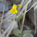Green-palate Monkeyflower - Photo (c) Robin Gwen Agarwal, some rights reserved (CC BY-NC), uploaded by Robin Gwen Agarwal