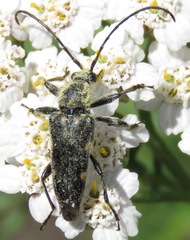 Toxoleptura vexatrix