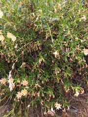 Diplacus grandiflorus