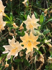 Diplacus grandiflorus