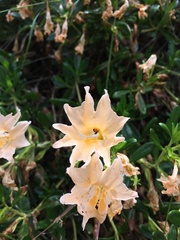 Diplacus grandiflorus