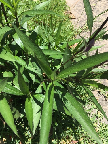 Ruellia simplex