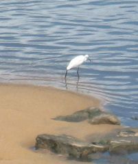 Egretta garzetta
