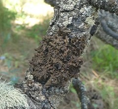 Melanohalea olivacea