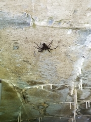 Dolomedes scriptus