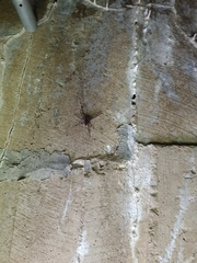 Dolomedes scriptus