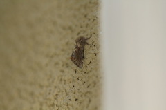 Phymatopus hectoides