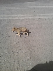 Lycalopex culpaeus andinus