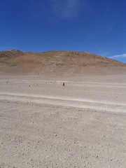 Lycalopex culpaeus andinus