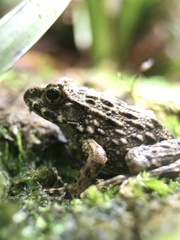 Glandirana rugosa
