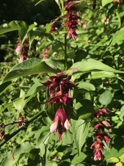 Leycesteria formosa