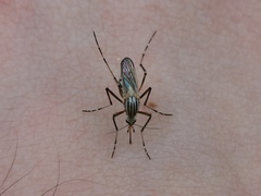 Aedes vittiger