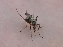 Aedes vittiger