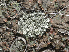 Xanthoparmelia chlorochroa