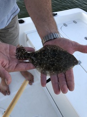 Paralichthys lethostigma