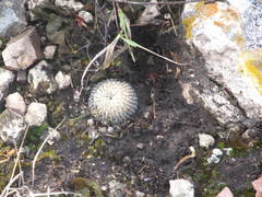 Mammillaria pectinifera