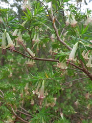 Styphelia triflora
