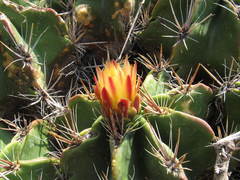 Ferocactus robustus