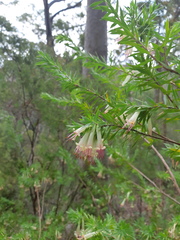 Styphelia triflora
