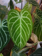 Anthurium crystallinum