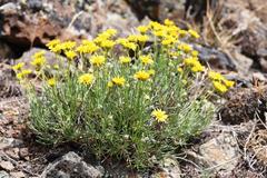 Erigeron linearis