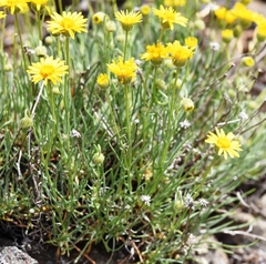 Erigeron linearis