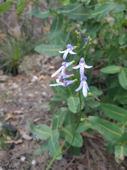 Lobelia dentata