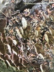 Trametes versicolor image