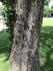 Sassafras albidum
