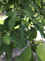 Sassafras albidum