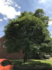 Sassafras albidum