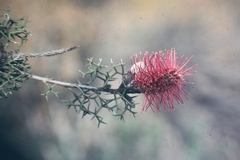 Grevillea paradoxa