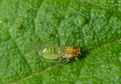 Trioza urticae