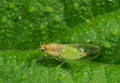 Trioza urticae