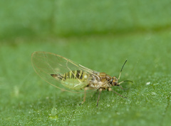 Trioza urticae