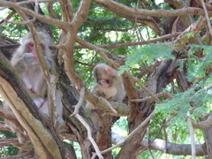 Macaca fuscata fuscata