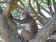 Macaca fuscata fuscata