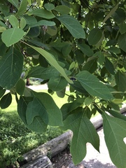 Sassafras albidum