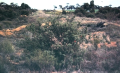 Grevillea paradoxa
