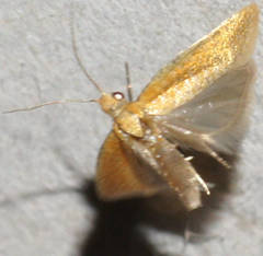 Dichelopa achranta