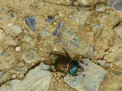 Phelotrupes auratus