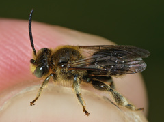 Macropis fulvipes