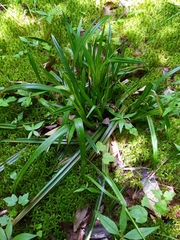 Carex arctata