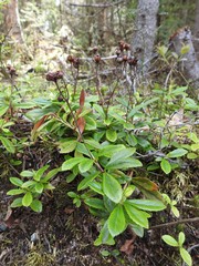 Chimaphila umbellata cisatlantica