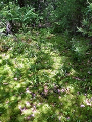 Carex arctata