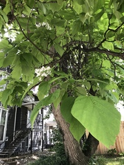 Catalpa
