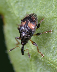 Nanophyes marmoratus