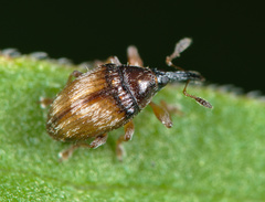 Nanophyes marmoratus
