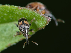 Nanophyes marmoratus